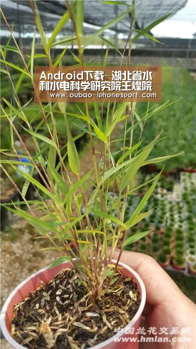 Android下载-湖北省水利水电科学研究院王煌院长带队检查王英灌区项目工地(图3) APP下载